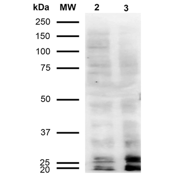 Malondialdehyde Antibody (APC)