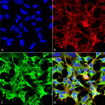 Sulfotyrosine Antibody (HRP)