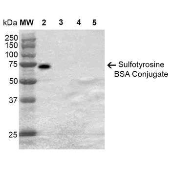 Sulfotyrosine Antibody (HRP)