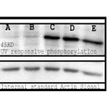 Phosphoserine Antibody (Biotin)