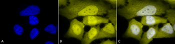 Phosphoserine Antibody (FITC)