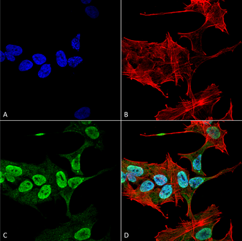 Alpha Synuclein Antibody (FITC)