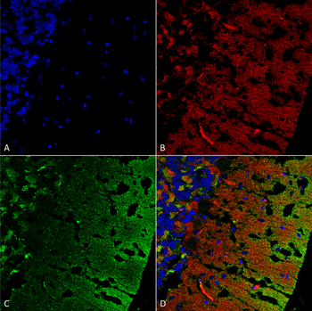 Alpha Synuclein Antibody (FITC)