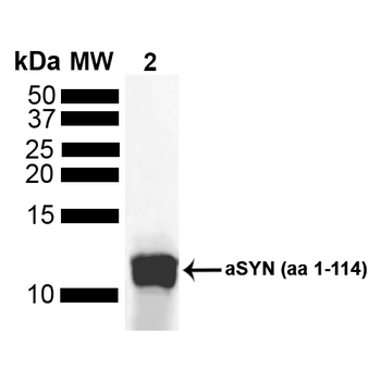 Alpha Synuclein Antibody (FITC)