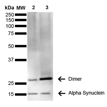 Alpha Synuclein Antibody (HRP)