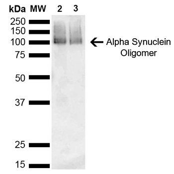 Alpha Synuclein Antibody (PerCP)