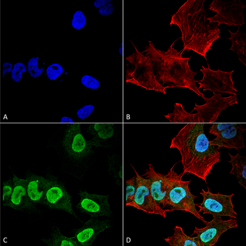 Alpha Synuclein Antibody (Biotin)