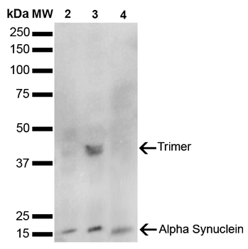 Alpha Synuclein Antibody (Biotin)