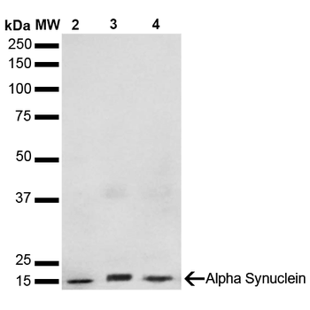 Alpha Synuclein Antibody (FITC)