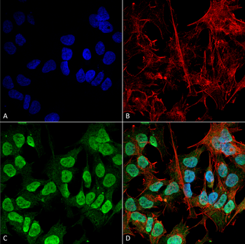 Alpha Synuclein Antibody (HRP)