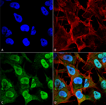 Alpha Synuclein Antibody (Biotin)
