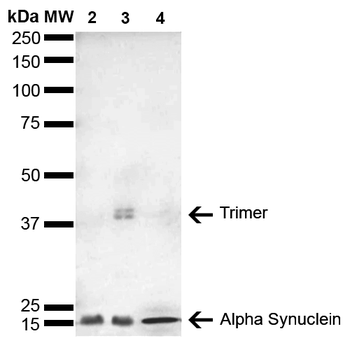 Alpha Synuclein Antibody (HRP)