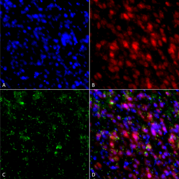 Alpha Synuclein Antibody (HRP)