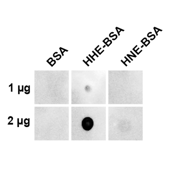 4-Hydroxy-2-hexenal Antibody (FITC)