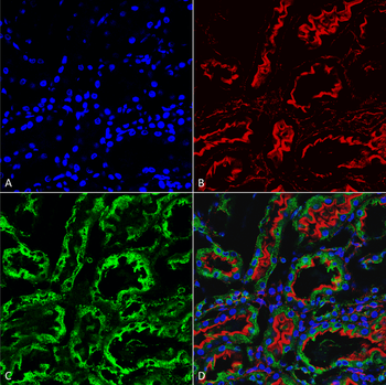 KDEL Antibody (Biotin)