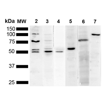 KDEL Antibody (HRP)