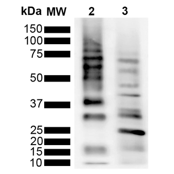 Ubiquitin Antibody (HRP)