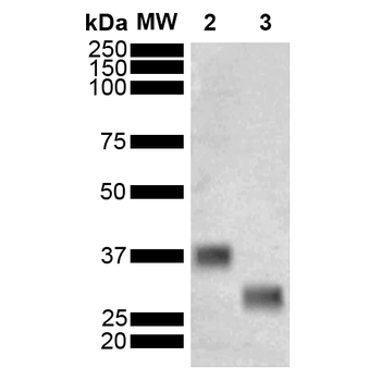 GST Antibody (FITC)