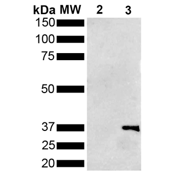 Metallothionein Antibody (HRP)