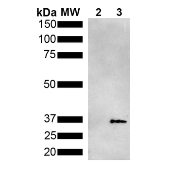 Metallothionein Antibody (Biotin)