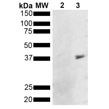 Metallothionein Antibody (HRP)