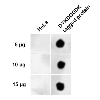 DYKDDDDK Tag Antibody (Equivalent to Sigma's FLAG M2 Antibody): FITC