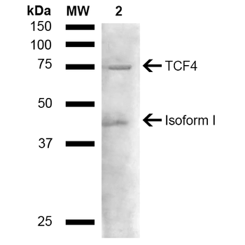 TCF4 Antibody (FITC)