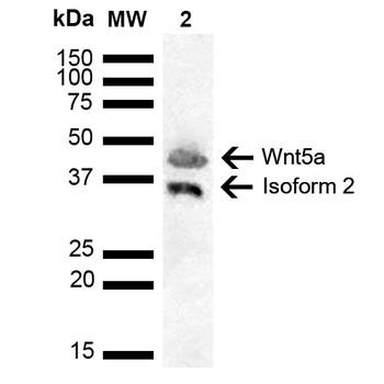 Wnt5a Antibody (Biotin)