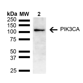 PIK3CA Antibody (PerCP)