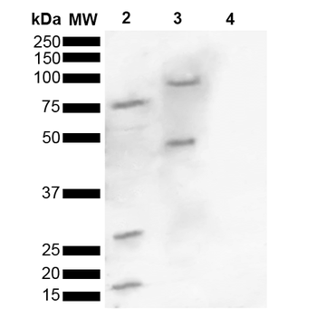 Alpha Synuclein (pSer129) Antibody