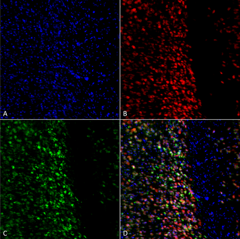 Alpha Synuclein (pSer129) Antibody (FITC)
