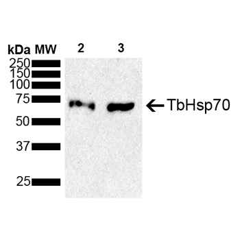 TbHsp70 Antibody (Biotin)