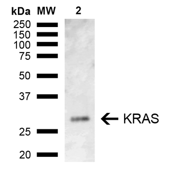 KRAS Antibody (HRP)