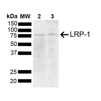LRP1 Antibody
