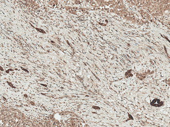 LRP1 Antibody (PerCP)