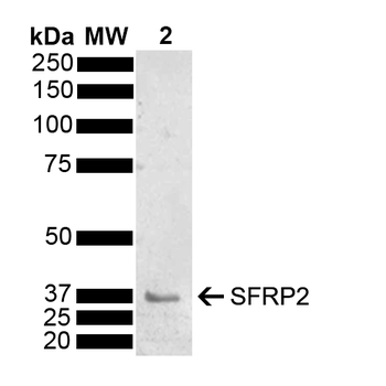 SFRP2 Antibody (PerCP)
