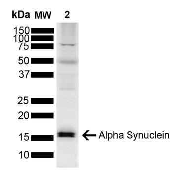Alpha Synuclein Antibody (Biotin)