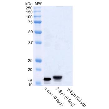 Alpha Synuclein Antibody (Biotin)