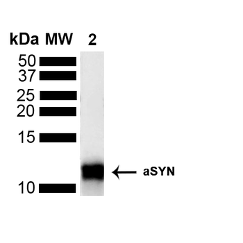 Alpha Synuclein Antibody (HRP)