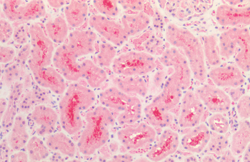 Tau Antibody (PerCP)