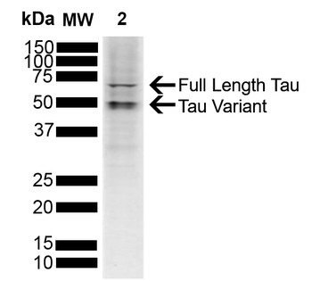 Tau Antibody (PerCP)