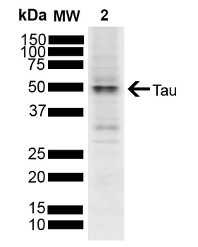 Tau Antibody (PerCP)