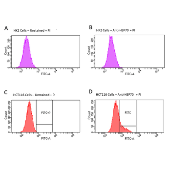 HSP70 Antibody