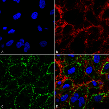 HSP70 Antibody (APC)
