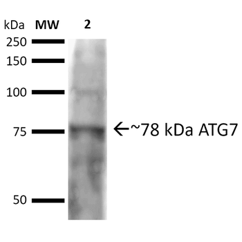 ATG7 Antibody