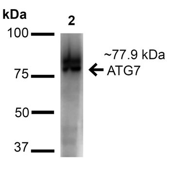 ATG7 Antibody (HRP)