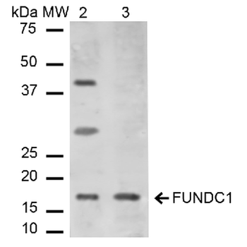 FUNDC1 Antibody (Biotin)