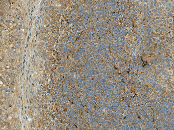 Rubicon Antibody (APC)