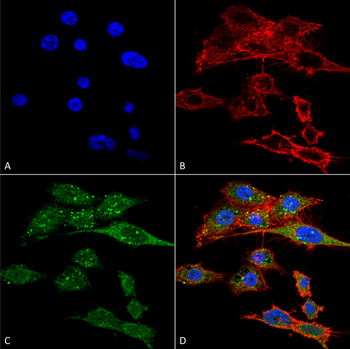 Rubicon Antibody (HRP)