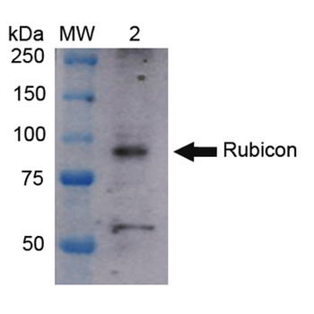 Rubicon Antibody (HRP)